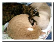 cats