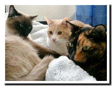 cats