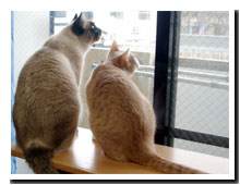 cats