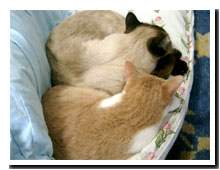 cats