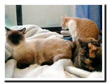 cats