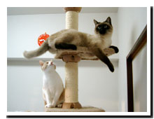 cats