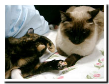cats