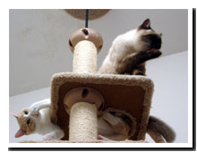 cats