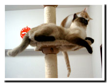 cats