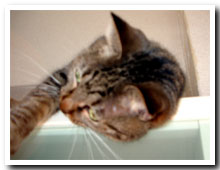 cats
