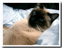 cats