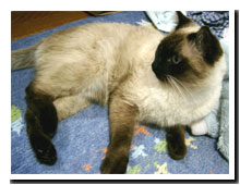 cats