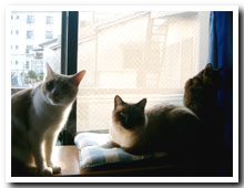 cats