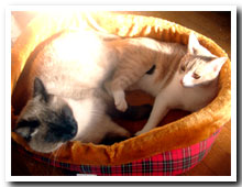 cats