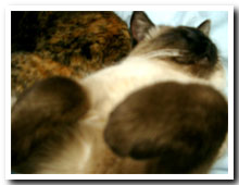 cats