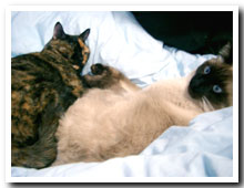 cats