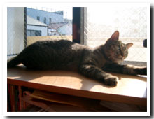 cats
