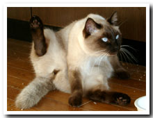 cats