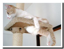 cats