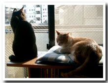 cats