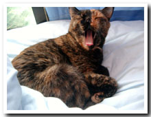 cats