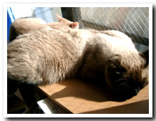 cats