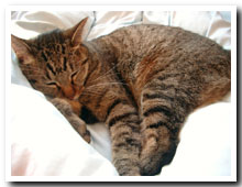 cats