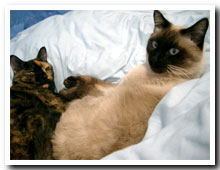 cats