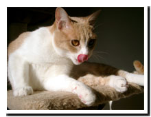 cats