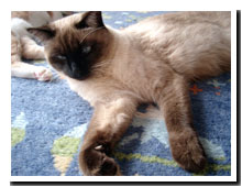 cats