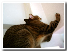 cats
