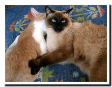 cats