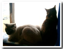 cats