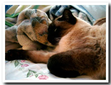 cats