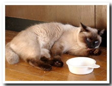 cats