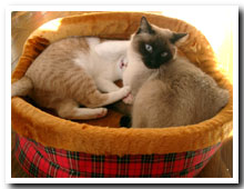 cats