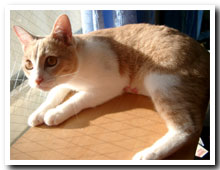 cats