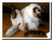 cats