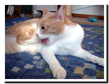 cats