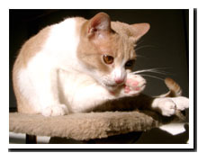 cats