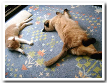 cats