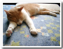cats