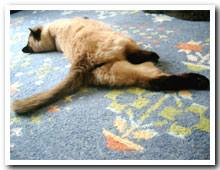 cats