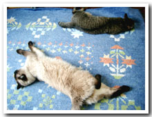 cats