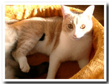 cats