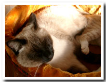 cats