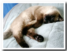 cats