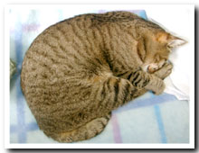 cats