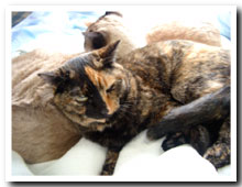 cats