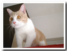 cats