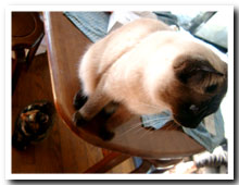 cats