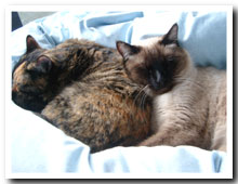 cats