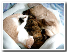 cats