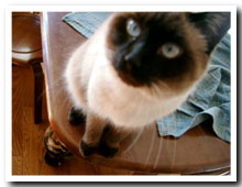cats